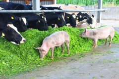 Cuxland, Geestland-Sievern 2017, Glückliche Schweine auf dem Biohof Icken