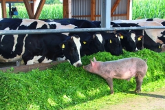 Cuxland, Geestland-Sievern 2017, Glückliche Schweine auf dem Biohof Icken