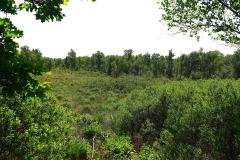 Cuxland, Loxstedt-Hahnenknoop 2023, Naturschutzgebiet Hahnenknooper Moor