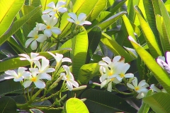 Kenia, Frangipaniblüten