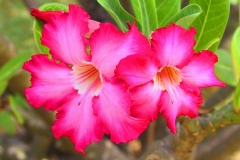 Kenia, Wüstenrose (Adenium)