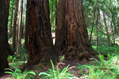 USA, Kalifornien, Muir Woods