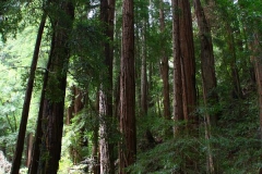 USA, Kalifornien, Muir Woods