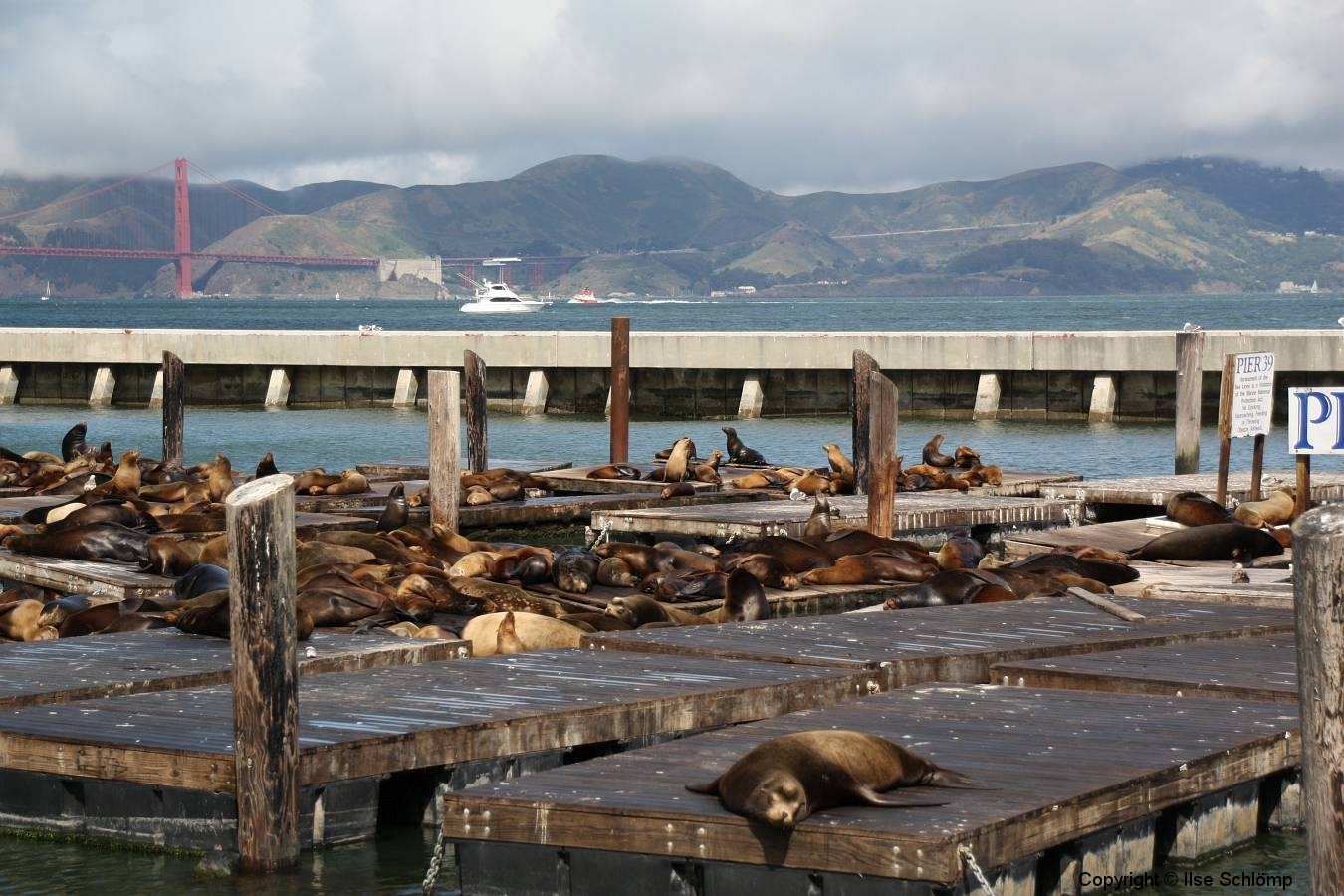 San Francisco, Fisherman’s Wharf, Seelöwen