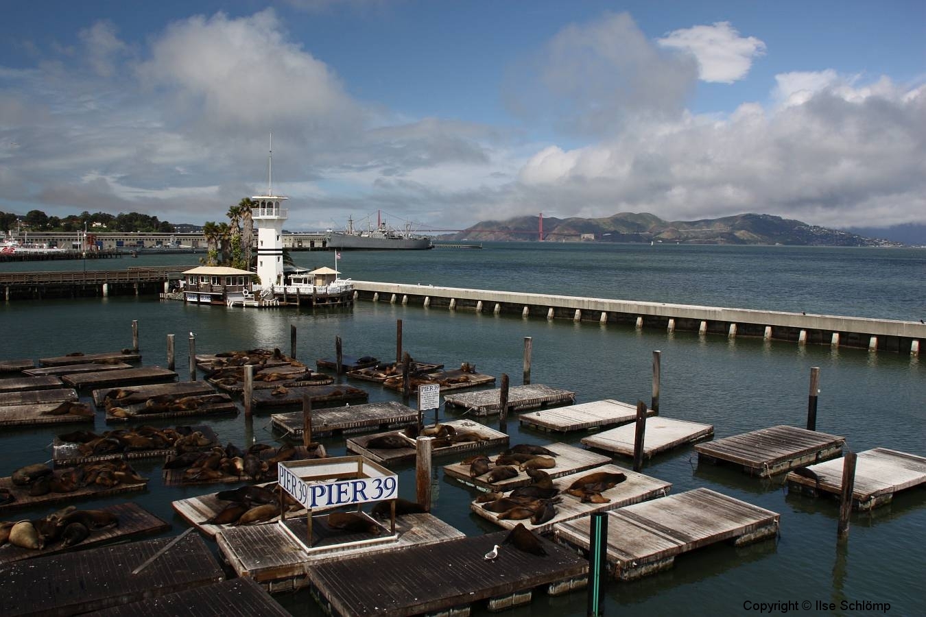 San Francisco, Fisherman’s Wharf, Seelöwen