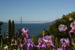 San Francisco, Schwertlilien, Blick von Alcatraz auf die Golden Gate Bridge