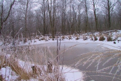 Cuxland, Stinstedt, Ein Nebeltag im Moor, Winter 2005