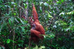 Sumatra, Leuser Nationalpark, Orang Utan Mutter mit Baby