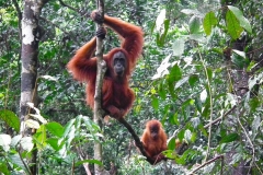 Sumatra, Leuser Nationalpark, Orang Utan Mutter mit Baby