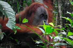 Sumatra, Leuser Nationalpark, Orang Utan Mutter