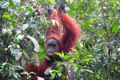 Sumatra, Leuser Nationalpark, Orang Utan Mutter