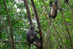 Sumatra, Leuser Nationalpark, Thomas-Languren