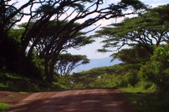 Tansania, Ngorongoro, Akazienweg