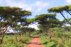 Tansania, Ngorongoro, Akazienweg