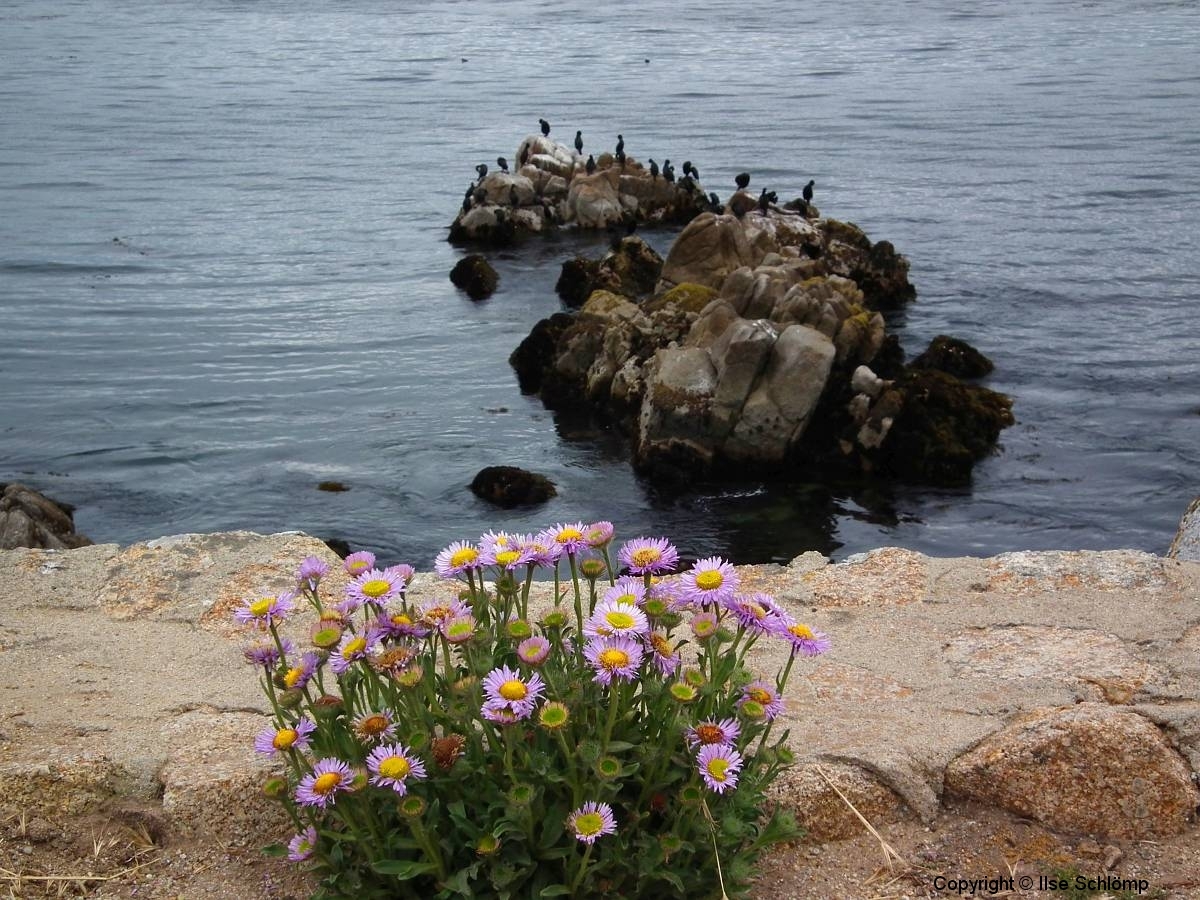 USA, Kalifornien, Monterey, Mesembryanthemum (Mittagsblume)