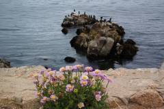 USA, Kalifornien, Monterey, Mesembryanthemum (Mittagsblume)