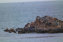 USA, Kalifornien, Monterey, Seelöwen