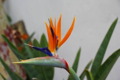 USA, Kalifornien, Santa Barbara, Paradiesvogelblume