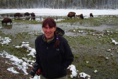 Yellowstone Nationalpark, Bisons
