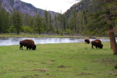 Yellowstone Nationalpark, Bisons