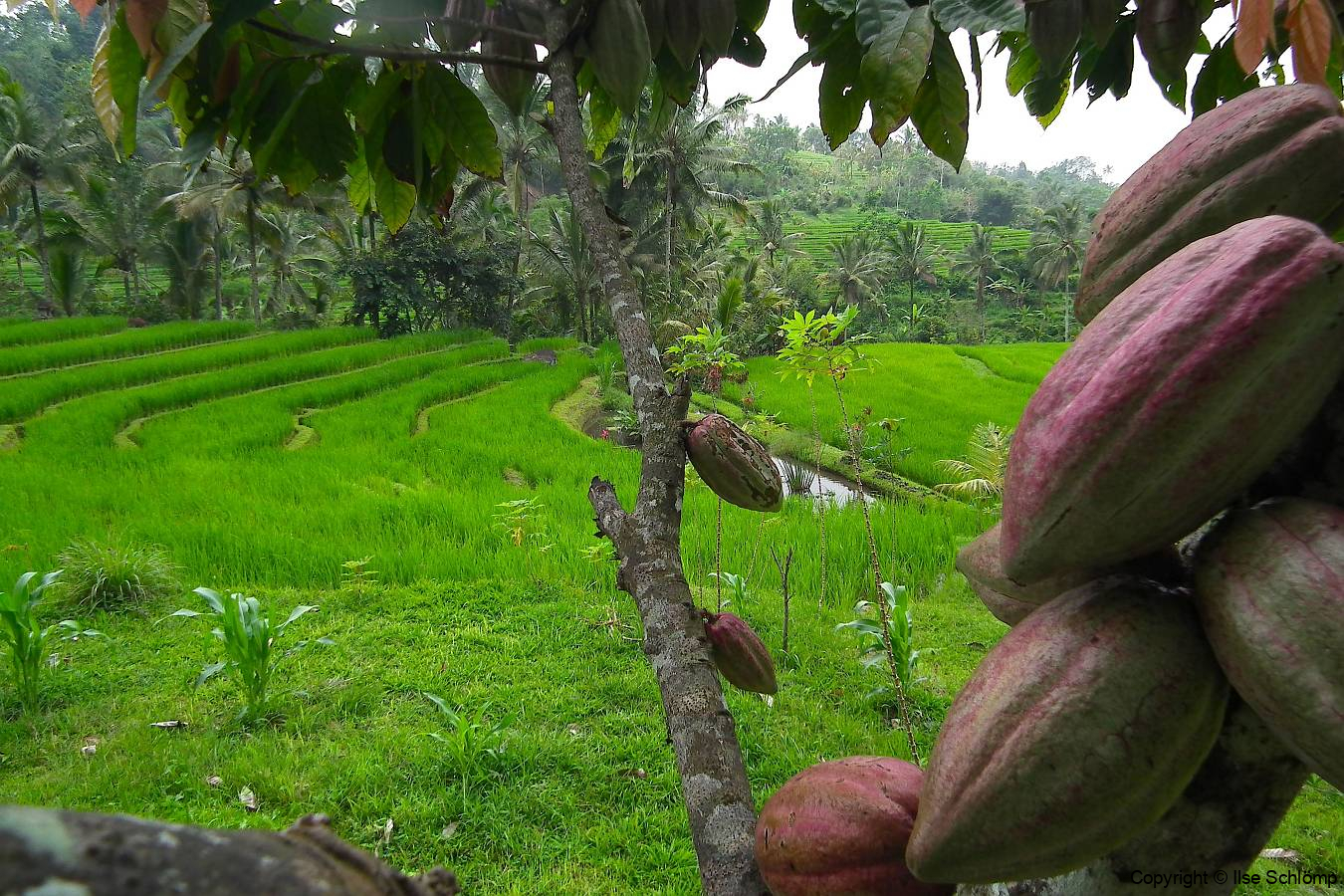 Bali, Reisterrassen bei Jatiluwih, Kakaobaum