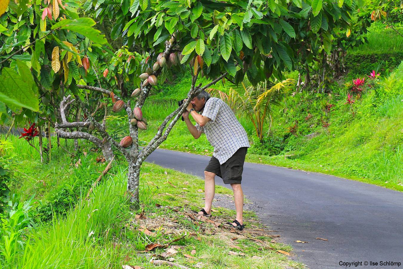Bali, Reisterrassen bei Jatiluwih, Kakaobaum