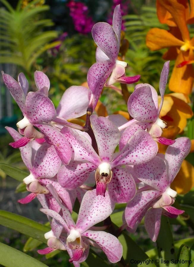 Bali, Denpasar, Orchideen Garten