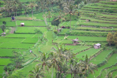 Ost Bali, Reisterrassen