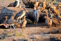 Botswana, Chobe Nationalpark, Marabus, Geier und Krokodile beim gemeinsamen Mahl