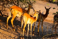 Botswana, Chobe Nationalpark, Impalas