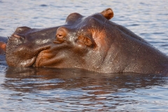 Botswana, Chobe-Fluss, Flusspferd