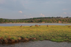 Botswana, Chobe-Fluss, Wasserböcke