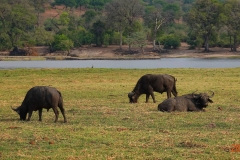 Botswana, Chobe-Fluss, Büffel