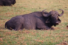 Botswana, Chobe-Fluss, Büffel