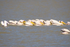 Botswana, Nata Vogelschutzzentrum, Pelikane