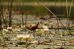 Botswana, Okavango Delta, Blaustirn-Blatthühnchen