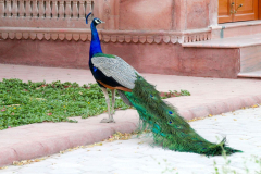 Indien-Bikaner-Hotel-Lallgarh-Palace