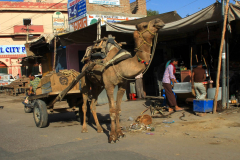 Indien-Auf-dem-Weg-nach-Sodakore