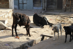 Indien-Auf-dem-Weg-nach-Sodakore