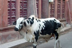 Indien-Auf-dem-Weg-nach-Sodakore