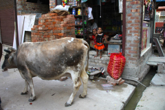 Indien-Auf-dem-Weg-nach-Sodakore
