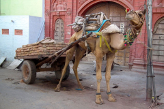 Indien-Auf-dem-Weg-nach-Sodakore