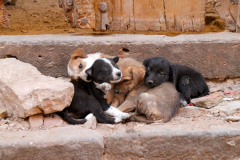 Indien-Auf-dem-Weg-nach-Sodakore