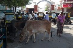Indien-Auf-dem-Weg-nach-Sodakore