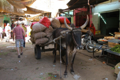 Indien-Auf-dem-Weg-nach-Sodakore-Markt