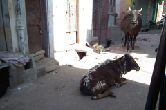 Indien-Auf-dem-Weg-nach-Sodakore