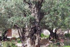 Israel, Jerusalem, Garten Gethsemani, alte Olivenbäume