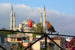 Istanbul, Blick von der Hoteldachterrasse auf die Blaue Moschee