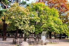 Japan, Hiroshima, Friedenspark, Phönixbäume  (Aogiri-Bäume)