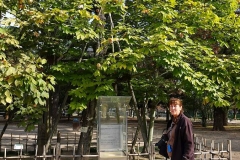 Japan, Hiroshima, Friedenspark, Phönixbäume (Aogiri-Bäume)